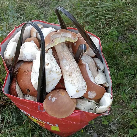 Pod Bukami *