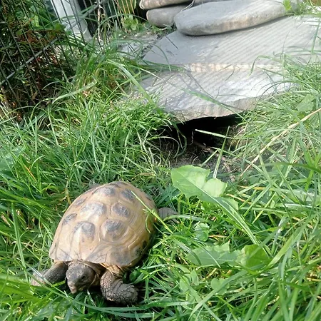 Pod Bukami アパート ライツァ