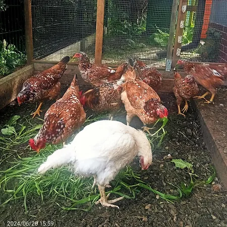 Pod Bukami * ライツァ