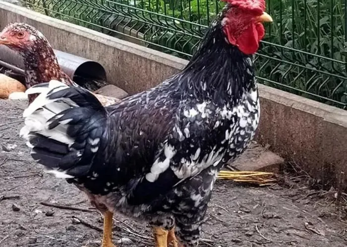 דירה Pod Bukami רייצ'ה