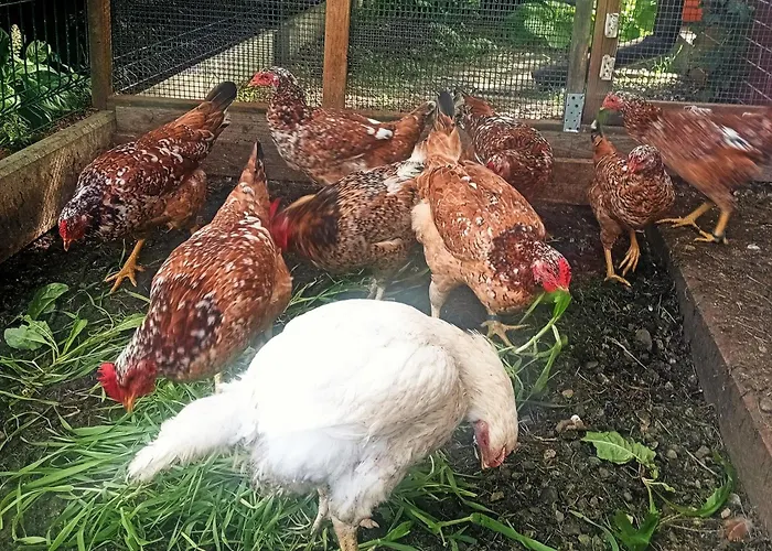 Pod Bukami * רייצ'ה